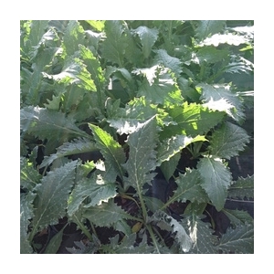 Plant d'artichaut en pot de 10,5 cm