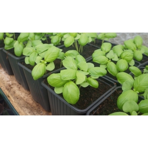 Basilic grande feuille