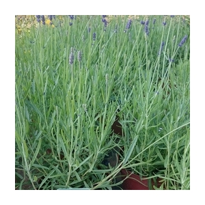 Lavande bleue en pot de 3l