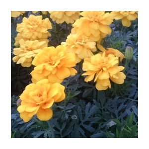 œillet d'inde fleurs jaune