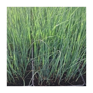 Plant de poireaux d'hiver en barquette