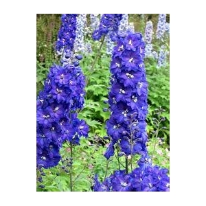 Delphinium à fleurs bleu en pot de 3l