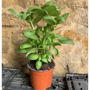 Basilic en bouquet-80g