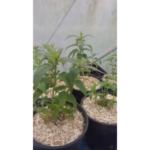 Monarde fistuleuse rose