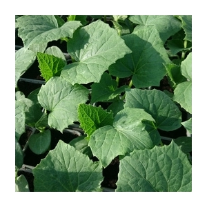 Plant de concombre long en pot