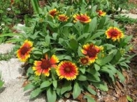 Gaillarde rouge et jaune en pot de 3l
