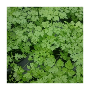 Plant de cerfeuil pot 10,5 cm