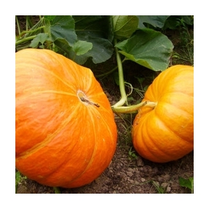 Plant citrouille vif étample