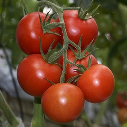 Graines de Tomate Kalimba HF1 - Achat direct au producteur