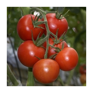Plant tomate grappe