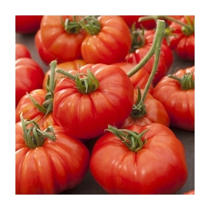 Plant tomate marmande