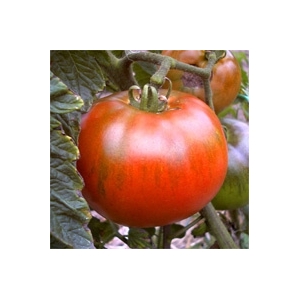 Plant tomate montfavet