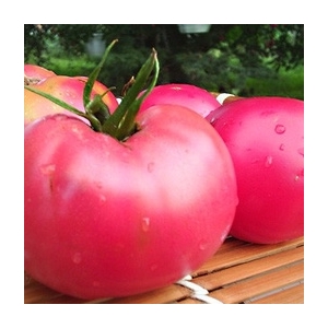 Plant tomate rose de berne