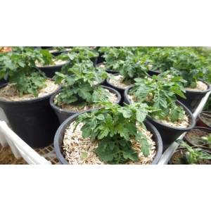 Plant tomate cerise naine bogus fruchta