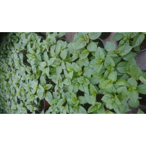 Plant basilic cannelle pot 10,5 cm