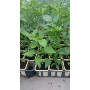 Plant de piment de cayenne en godet
