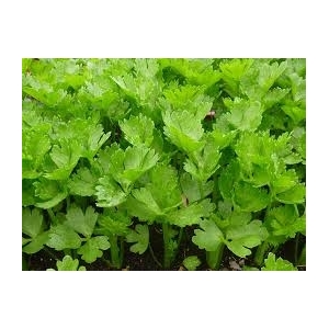 Plant de céleri rave par 6