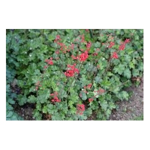 Heuchère rouge en pot de 3l