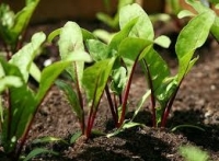 Plant de betterave rouge par 6