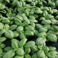 Plant basilic grand vert godet