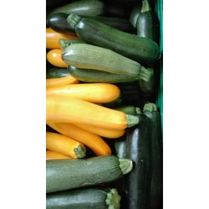 Courgettes longues