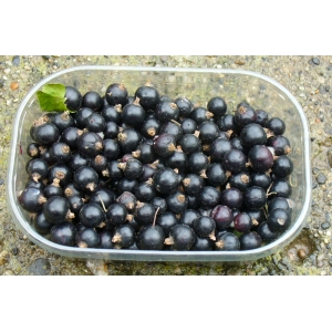 Cassis