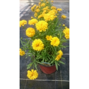 Coréopsis jaune en pot de 3l