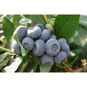 Myrtilles 🫐 (ou bluets) bio 5kg