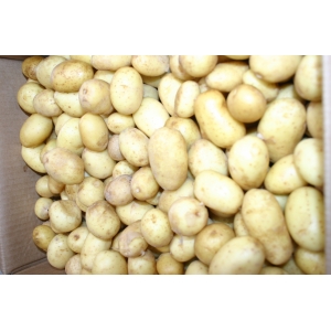 Pomme de terre grenailles variété