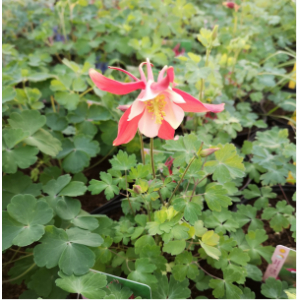 Ancolie rouge en pot de 3l