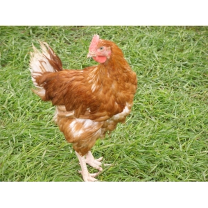 Poulets fermiers prêt à cuire