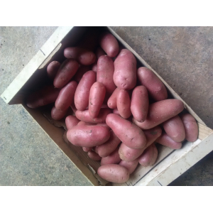 Pommes de terre nouvelles