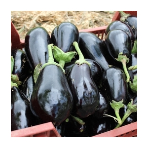 Aubergine