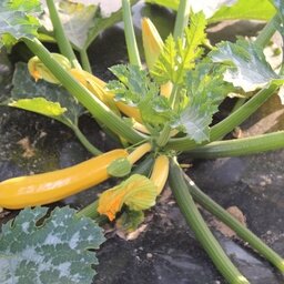Courgettes jaunes