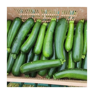 Courgettes vertes en promotion
