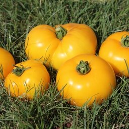 Tomate jaune