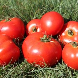Tomate