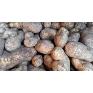 Pomme de terre bintje