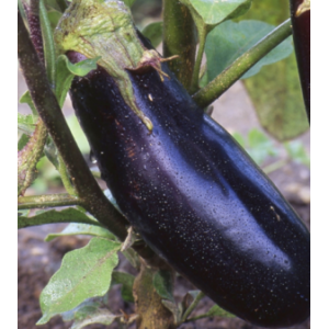 Aubergines