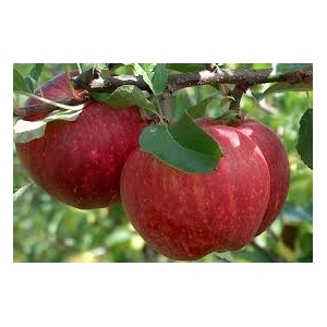 Pomme gala (récolte 2021