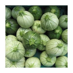 Courgettes rondes