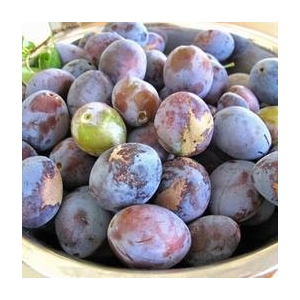Délice de prunes
