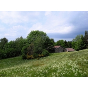 Miel de montagne pot de 500g