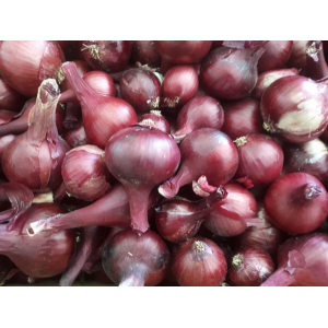 Oignons rouges