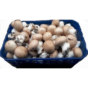 Champignons de paris bruns - poche de 1kg