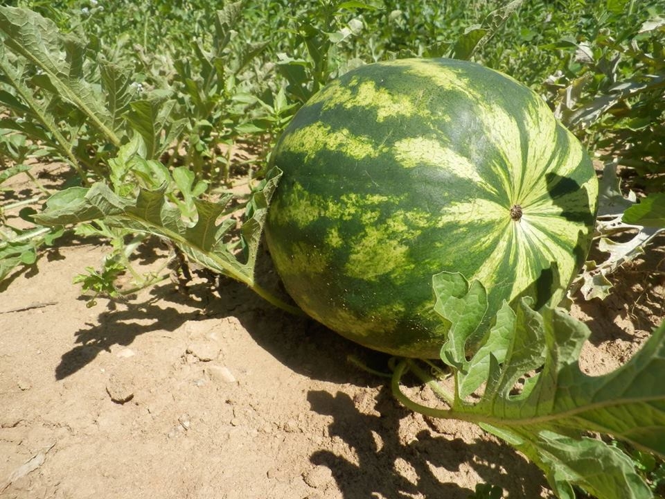 Pasteque Plein Champ 1 Kg Au Jardin De Laurent Locavor Fr