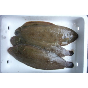 Sole 0,5 kg (1 à 2 pièces)