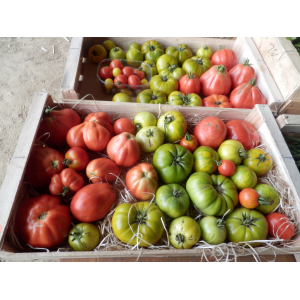 Tomates  anciennes, plein champ