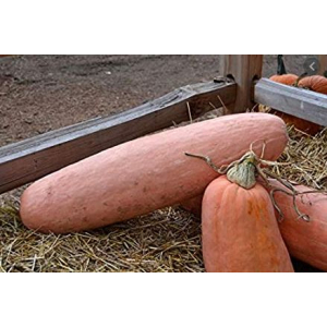 Potiron banana pink à la coupe 1kg