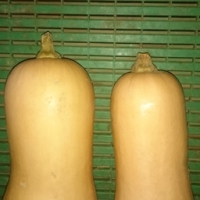 Courge butternut à la pièce